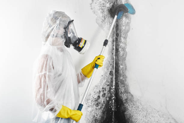 Best Post-Construction Mold Inspection  in Linganore, MD